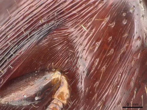 Metapone emersoni specimen CASENT0746928 image casent0746928_2