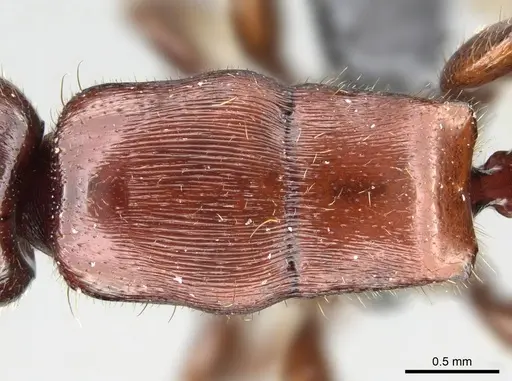 Metapone emersoni specimen CASENT0763000 image casent0763000_1