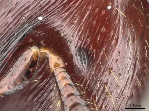 Metapone emersoni specimen CASENT0763000 image casent0763000_2