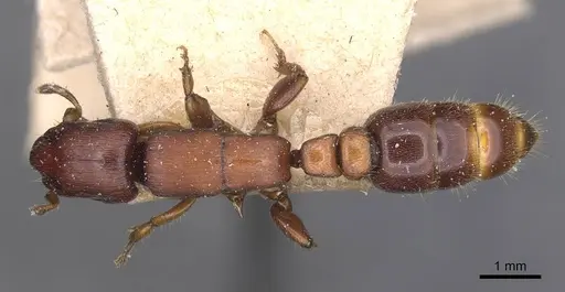 Metapone greeni specimen CASENT0907444 image casent0907444_1