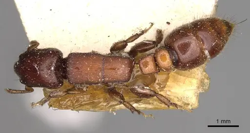 Metapone greeni specimen CASENT0914068 image casent0914068_1
