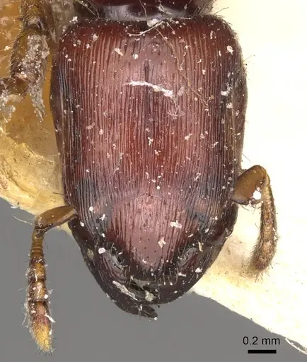 Metapone greeni specimen CASENT0914068 image casent0914068_2