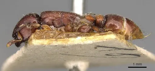 Metapone greeni specimen CASENT0914068 image casent0914068_3
