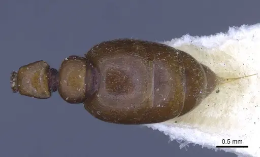 Metapone greeni specimen CASENT0916851 image casent0916851_1