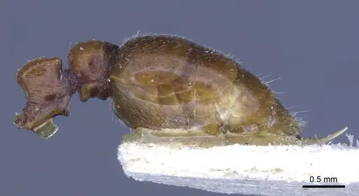 Metapone greeni specimen CASENT0916851 image casent0916851_2