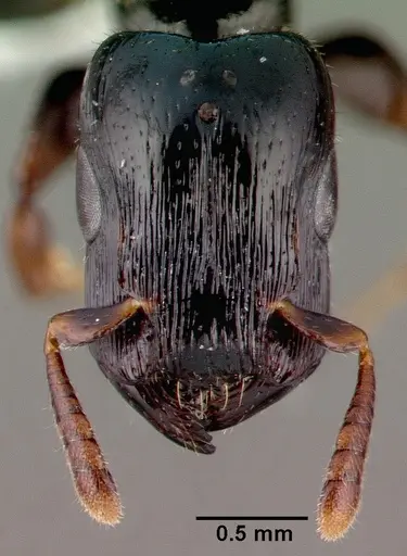 Metapone madagascarica specimen CASENT0003118 image casent0003118_2