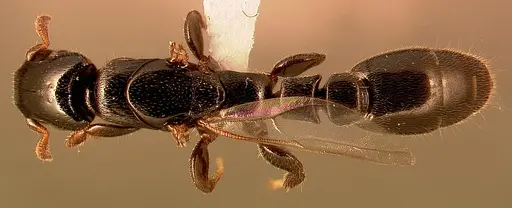 Metapone madagascarica specimen CASENT0004524 image casent0004524_1