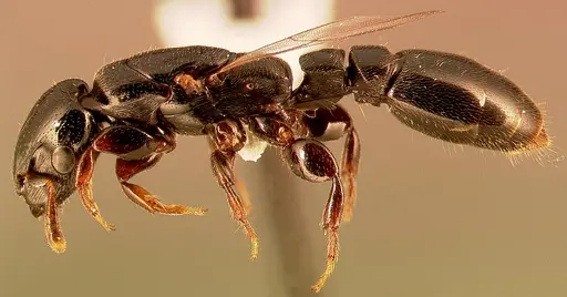 Metapone madagascarica specimen CASENT0004524 image casent0004524_3