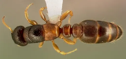 Metapone madagascarica specimen CASENT0004525 image casent0004525_1