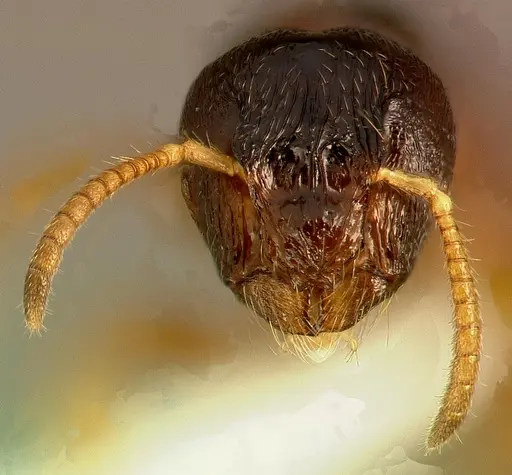 Metapone madagascarica specimen CASENT0004525 image casent0004525_2