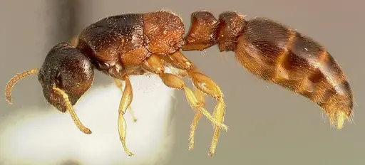 Metapone madagascarica specimen CASENT0004525 image casent0004525_3