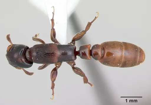 Metapone madagascarica specimen CASENT0004528 image casent0004528_1