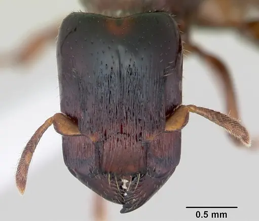 Metapone madagascarica specimen CASENT0004528 image casent0004528_2