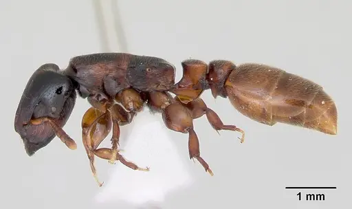 Metapone madagascarica specimen CASENT0004528 image casent0004528_3