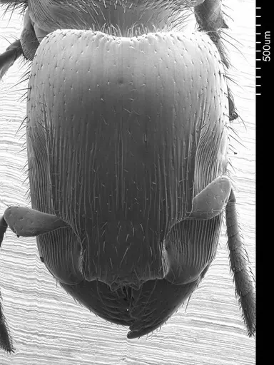 Metapone madagascarica specimen CASENT0004529 image casent0004529_2