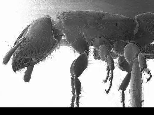 Metapone madagascarica specimen CASENT0004529 image casent0004529_3