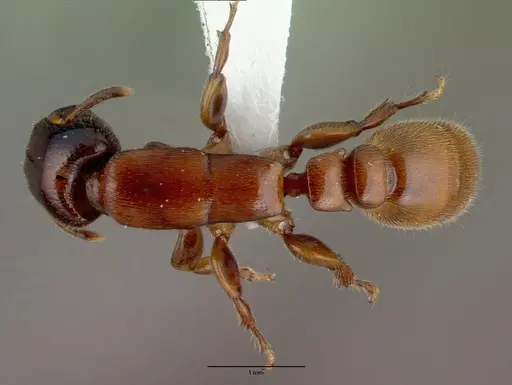 Metapone madagascarica specimen CASENT0004530 image casent0004530_1