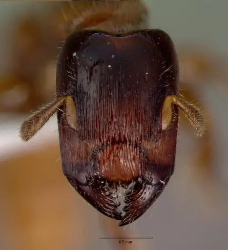 Metapone madagascarica specimen CASENT0004530 image casent0004530_2