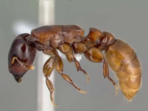 Metapone madagascarica specimen CASENT0004530 image casent0004530_3