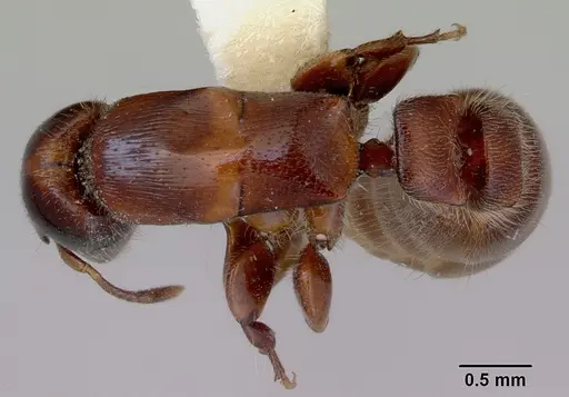 Metapone madagascarica specimen CASENT0172254 image casent0172254_1