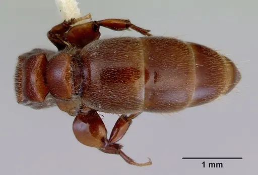 Metapone madagascarica specimen CASENT0172254 image casent0172254_2