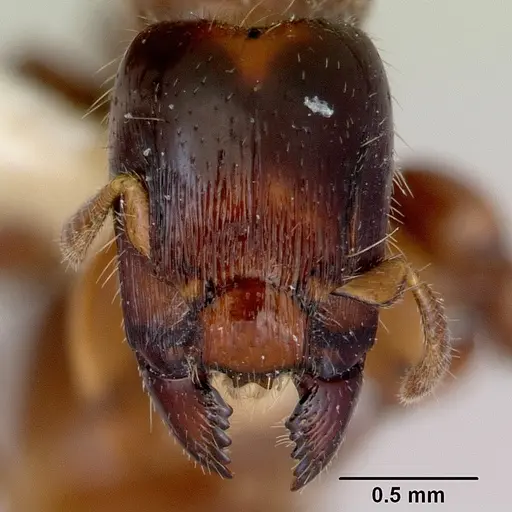 Metapone madagascarica specimen CASENT0172254 image casent0172254_3