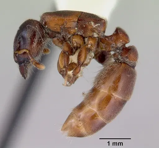Metapone madagascarica specimen CASENT0172254 image casent0172254_4