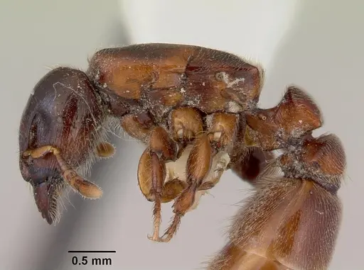 Metapone madagascarica specimen CASENT0172254 image casent0172254_5