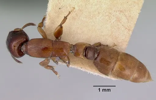 Metapone madagascarica specimen CASENT0172256 image casent0172256_1