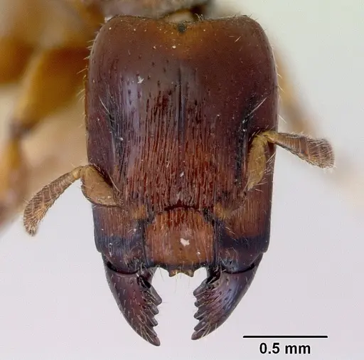 Metapone madagascarica specimen CASENT0172256 image casent0172256_2