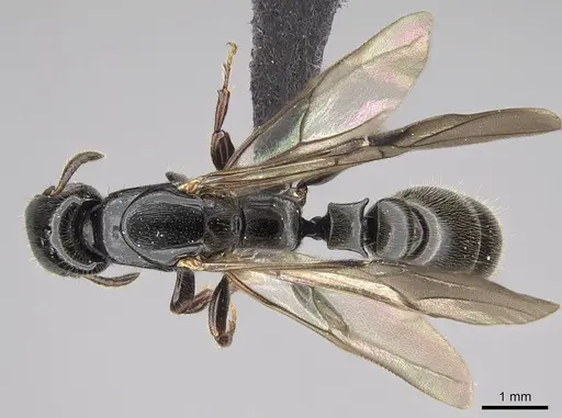 Metapone madagascarica specimen CASENT0205356 image casent0205356_1