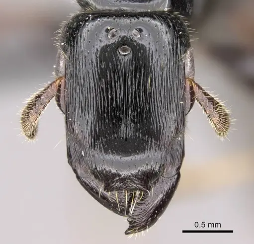 Metapone madagascarica specimen CASENT0205356 image casent0205356_2