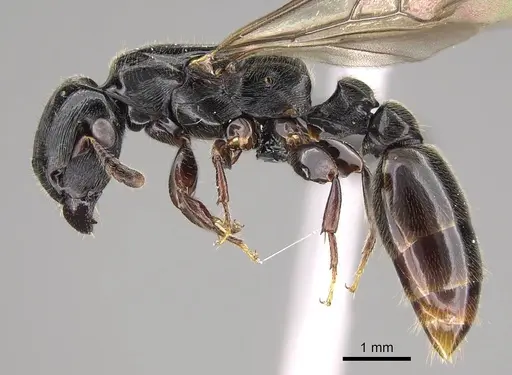 Metapone madagascarica specimen CASENT0205356 image casent0205356_3