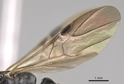Metapone madagascarica specimen CASENT0205356 image casent0205356_4