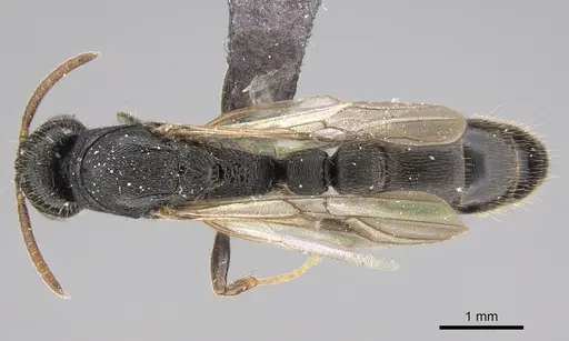 Metapone madagascarica specimen CASENT0245993 image casent0245993_1