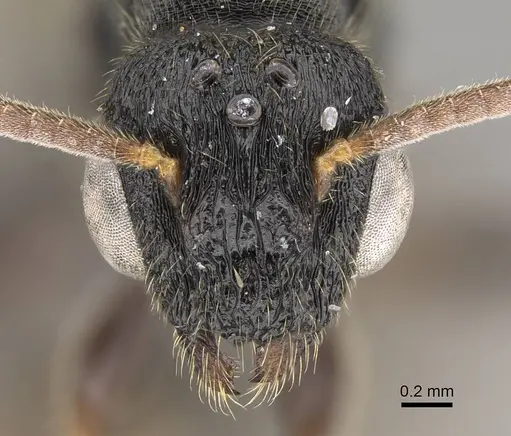 Metapone madagascarica specimen CASENT0245993 image casent0245993_2