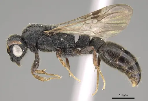 Metapone madagascarica specimen CASENT0245993 image casent0245993_3