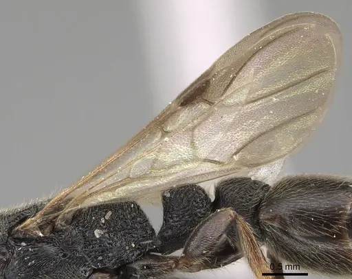 Metapone madagascarica specimen CASENT0245993 image casent0245993_4