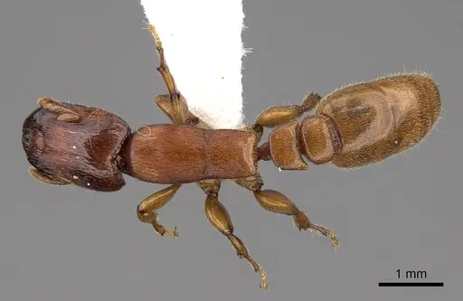 Metapone madagascarica specimen CASENT0922942 image casent0922942_1