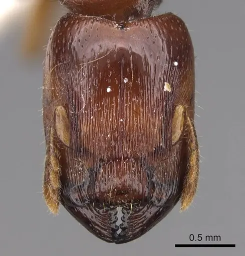 Metapone madagascarica specimen CASENT0922942 image casent0922942_2