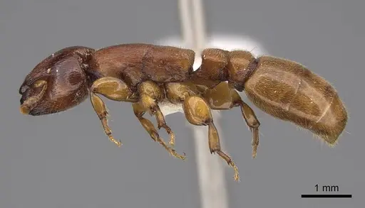 Metapone madagascarica specimen CASENT0922942 image casent0922942_3