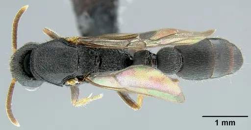 Metapone manni specimen CASENT0181681 image casent0181681_1