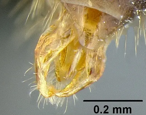 Metapone manni specimen CASENT0181681 image casent0181681_2