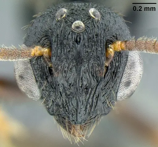 Metapone manni specimen CASENT0181681 image casent0181681_3