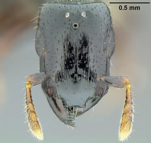 Metapone manni specimen CASENT0181798 image casent0181798_1