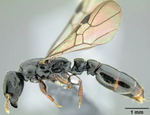 Metapone manni specimen CASENT0181798 image casent0181798_2