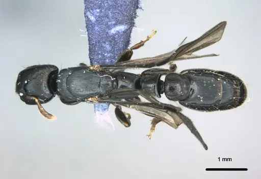 Metapone manni specimen CASENT0181802 image casent0181802_1