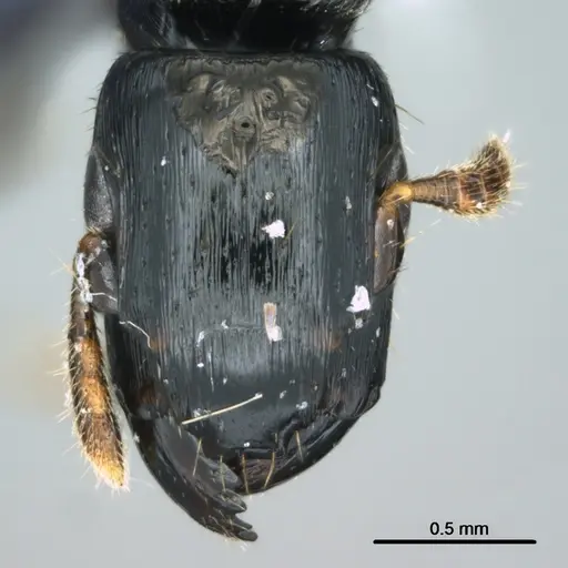 Metapone manni specimen CASENT0181802 image casent0181802_2