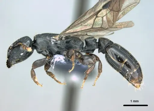 Metapone manni specimen CASENT0181802 image casent0181802_3