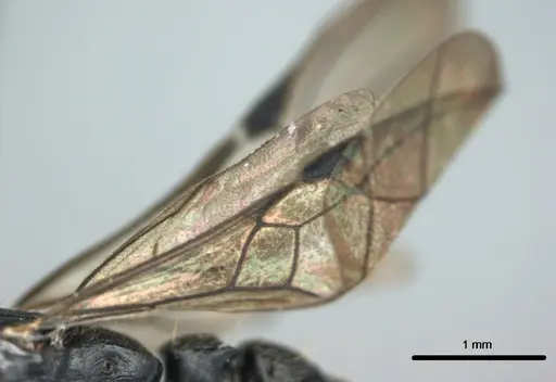 Metapone manni specimen CASENT0181802 image casent0181802_4